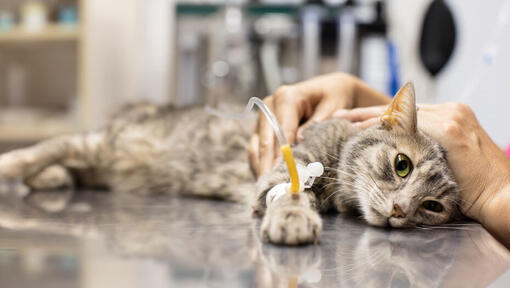 Pancreatitis in cats hot sale treatment